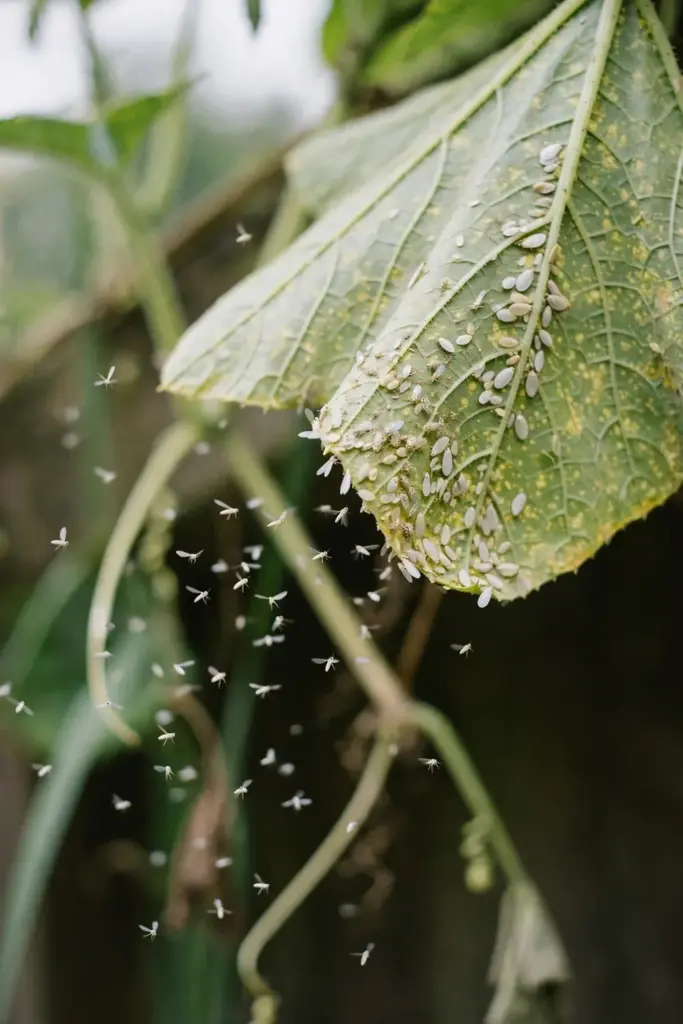 Whitefly adults lifting off the underside of a pumpkin leaf