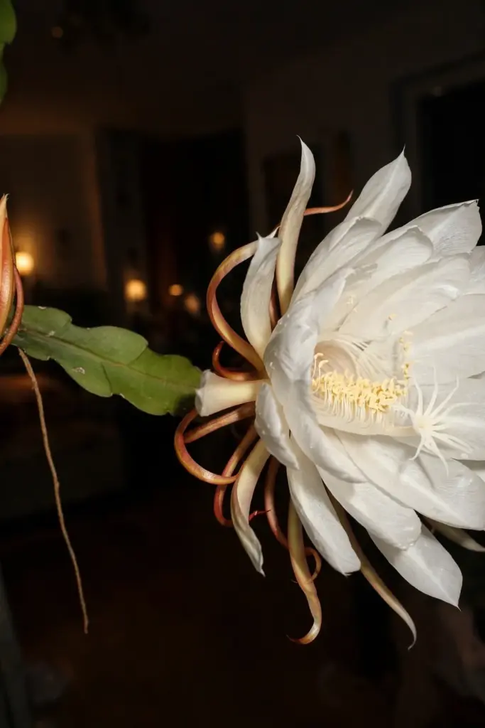One huge white night-blooming cereus flower open at midnight