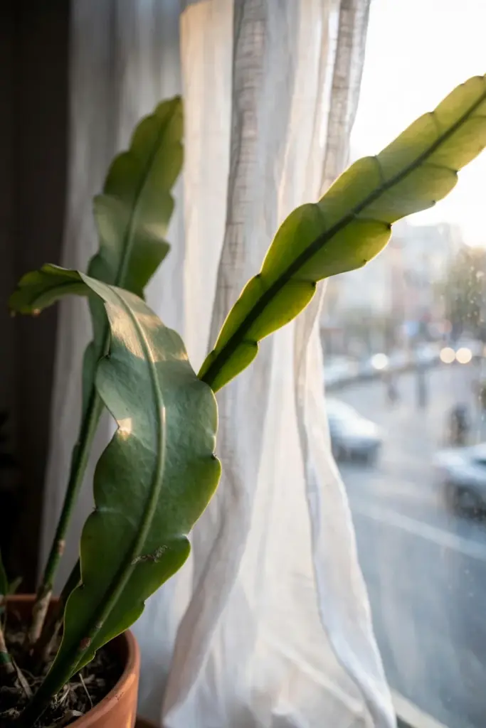 Night-blooming cereus beside a bright window behind a sheer curtain