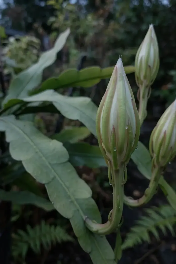 Night-blooming cereus buds swelling on flat stems at dusk