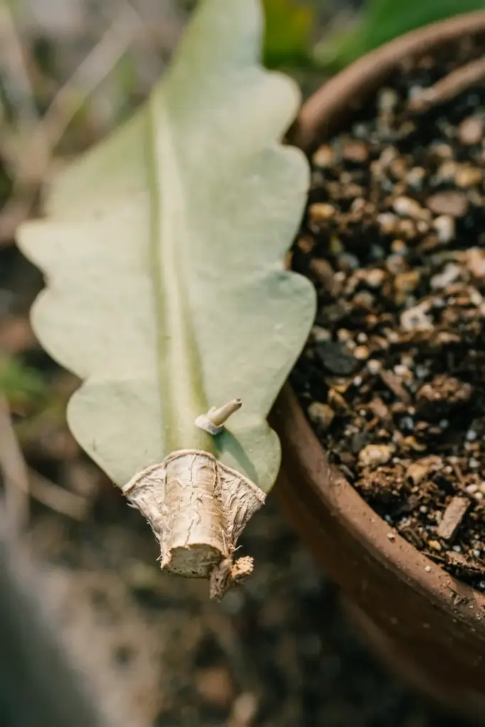 Callused night-blooming cereus stem cutting beside a pot of mix