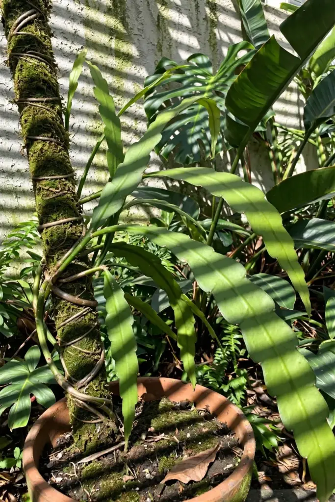Night-blooming cereus growing outdoors in bright tropical shade in Indonesia