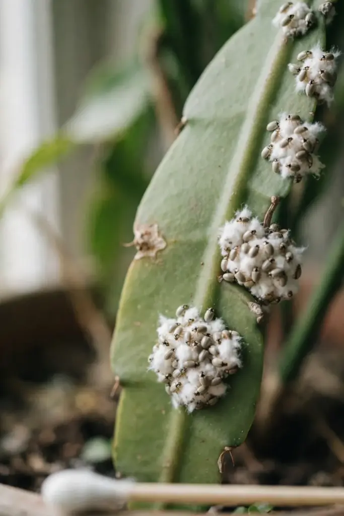 White mealybug clusters along a flat night-blooming cereus stem