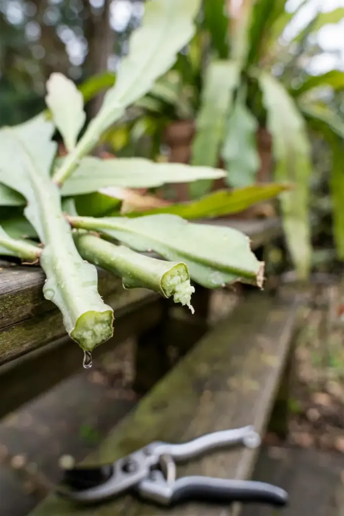 Pruned night-blooming cereus stems beside clean shears at the frame edge