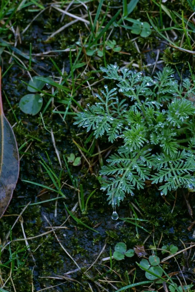 Bindii rosette with dew drops on a winter lawn