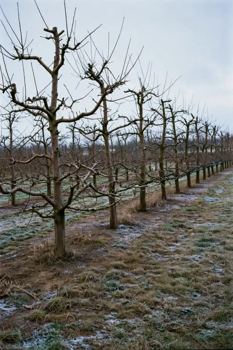 Bare dormant apple trees in a winter orchard row under a cold pale sky