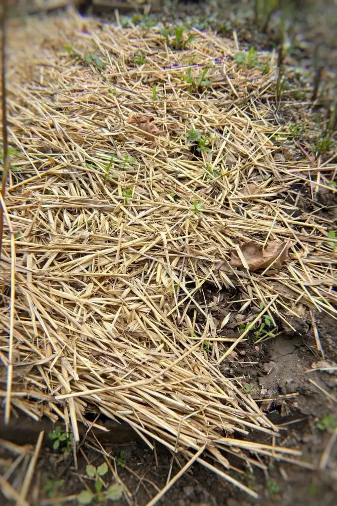 Flattened winter-killed oat straw mulch covering a garden bed