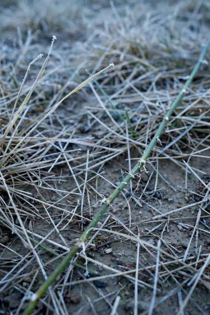 Pale thin winter Kikuyu turf with one green runner across the surface
