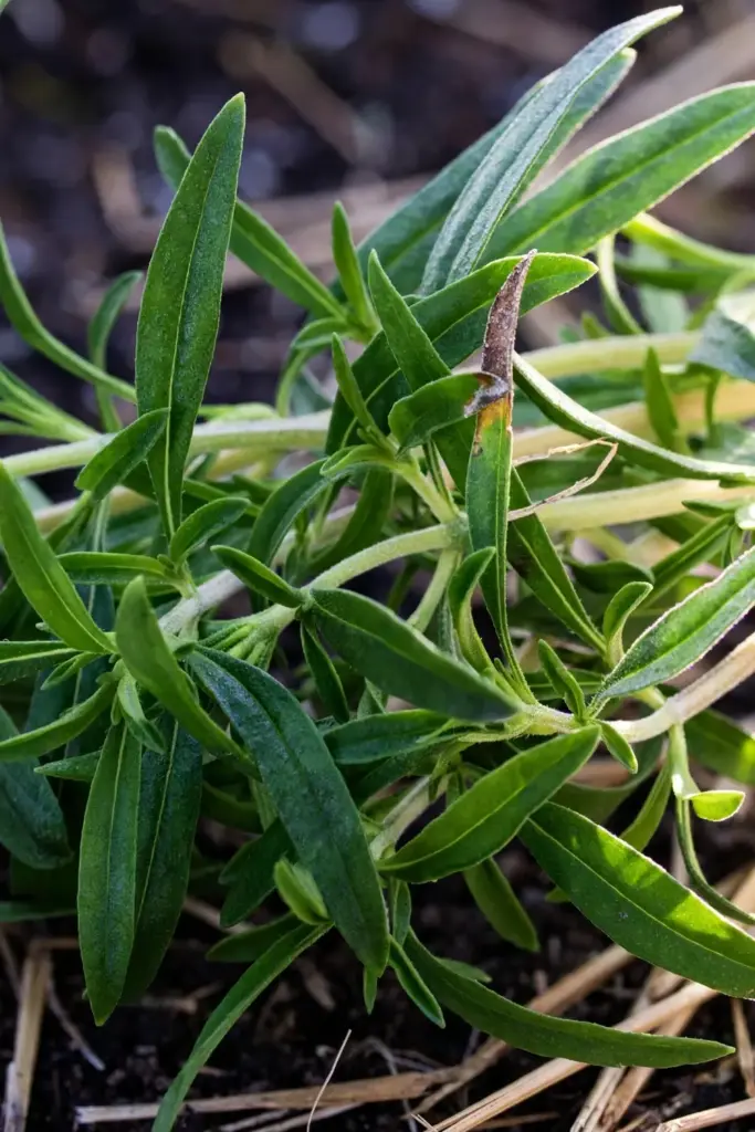 Winter savory sprig with glossy narrow leaves and pale stem