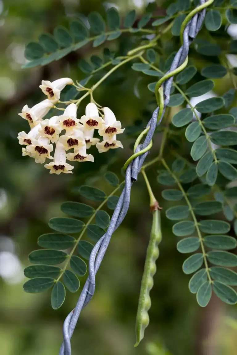 Wonga wonga vine with pinnate leaves and small cream bell flowers