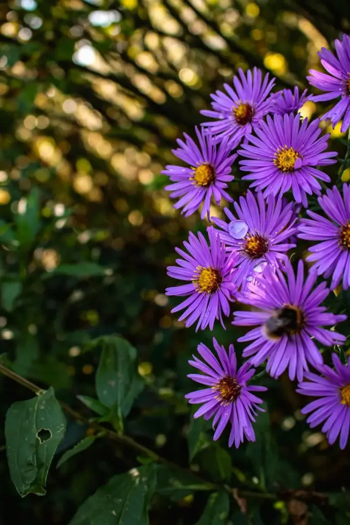 Wood's Purple aster with mildew-resistant compact blooms in a border