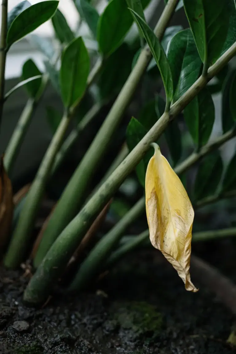 Yellowing ZZ leaflet drooping among healthy deep-green upright stems