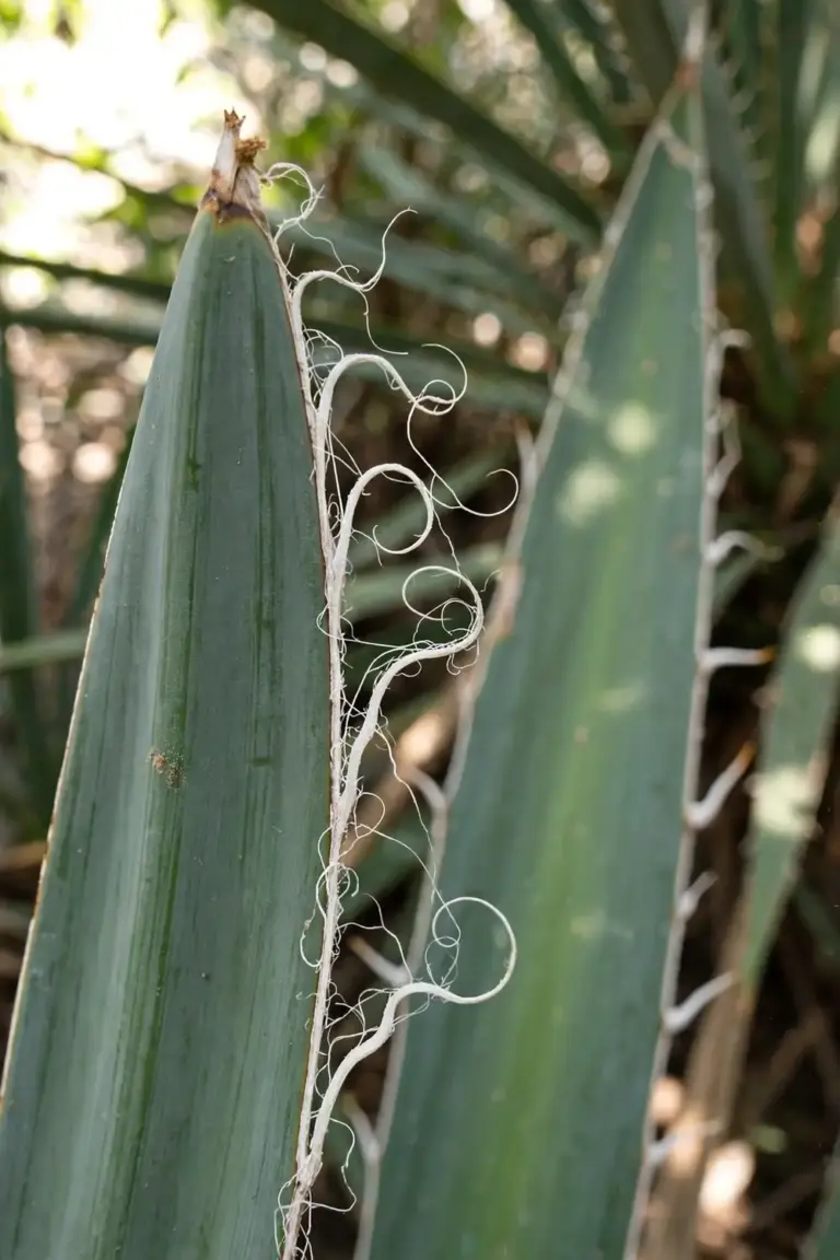 Macro of a yucca leaf margin with curly fiber threads peeling from the edge