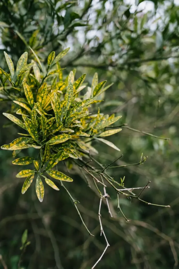 Small bunched citrus leaves with yellow mottling on short stems