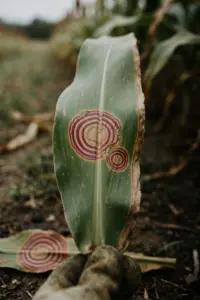 Sorghum leaf with a banded zonate leaf spot lesion, steadied by a worn garden mitt