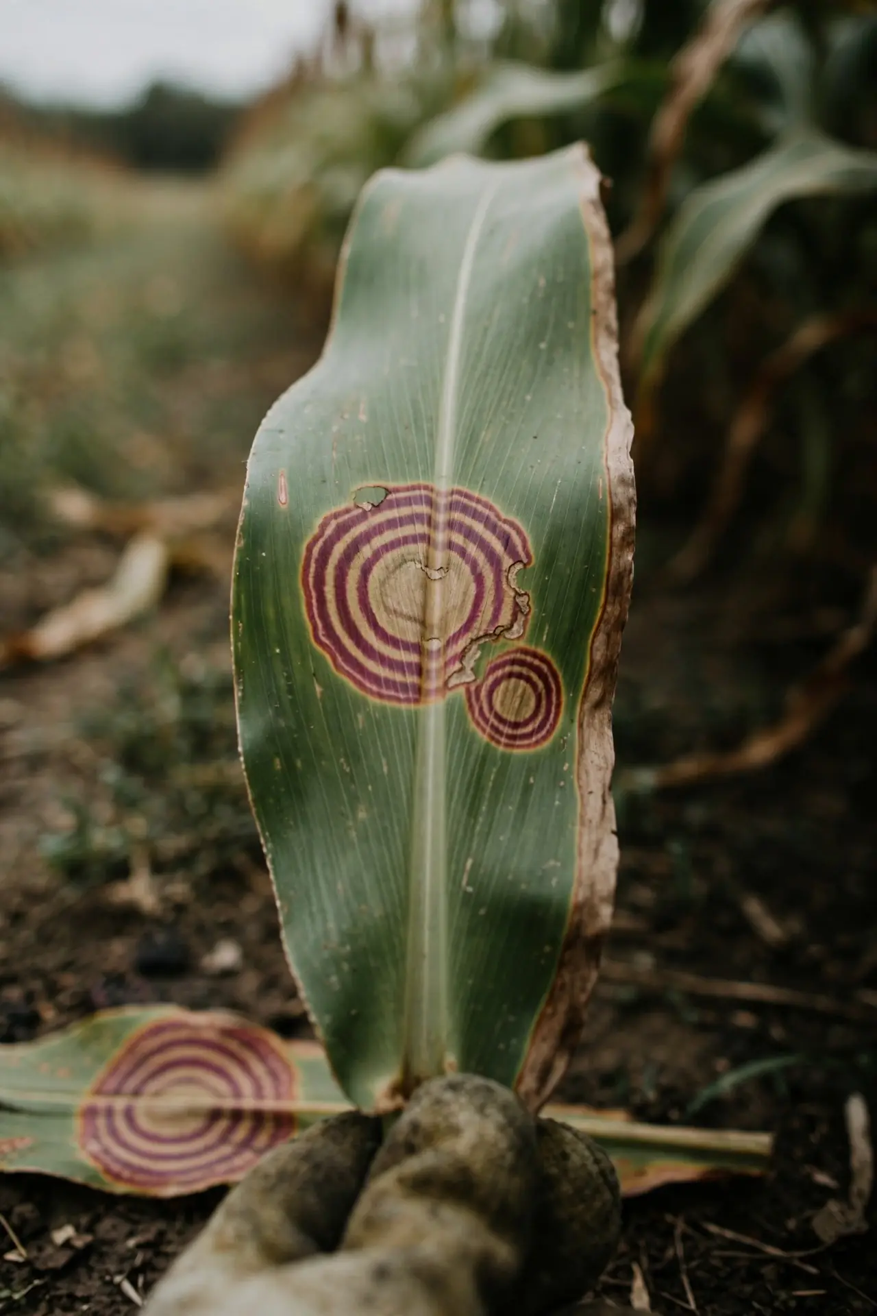 Sorghum leaf with a banded zonate leaf spot lesion, steadied by a worn garden mitt