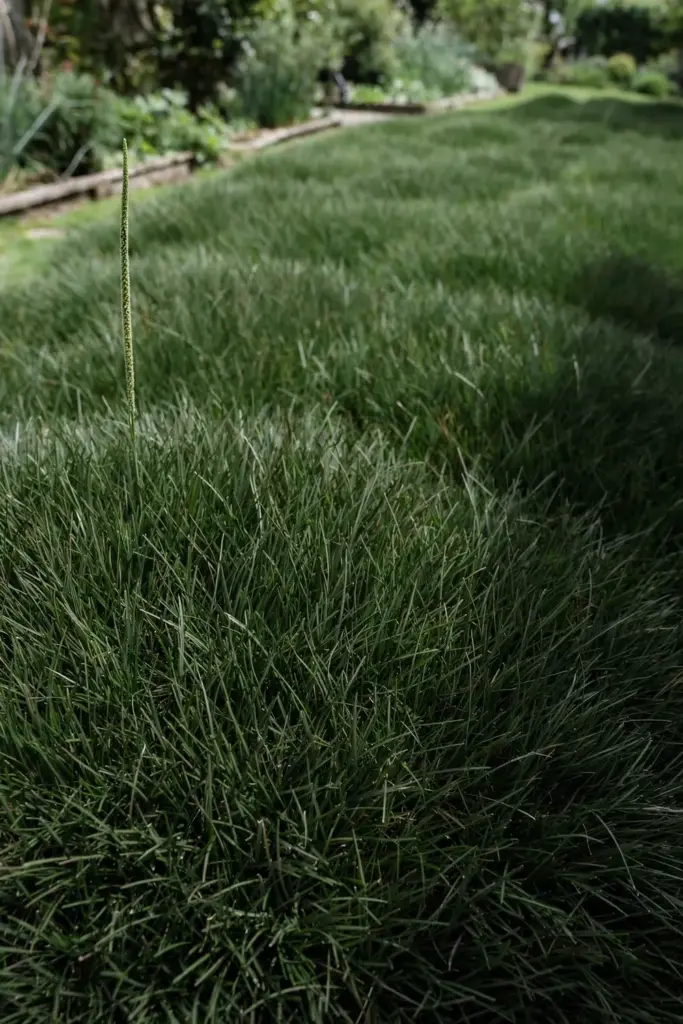 Dense zoysia grass turf with fine dark-green leaves and one single spike seed head