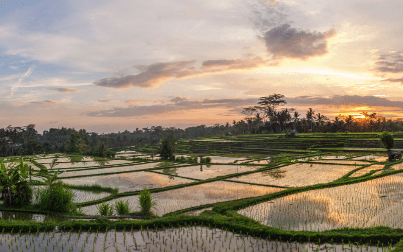 Where to stay in Ubud
