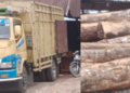 Barbuk Mobil dan Kayu Gelondongan “TEGAR” Dilepas, Kini di Kilang Sawmil Enro