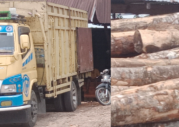 Barbuk Mobil dan Kayu Gelondongan “TEGAR” Dilepas, Kini di Kilang Sawmil Enro