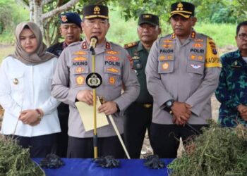 Ladang Ganja Seluas 5 Hektar, Ditemukan di Madina