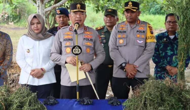 Ladang Ganja Seluas 5 Hektar, Ditemukan di Madina