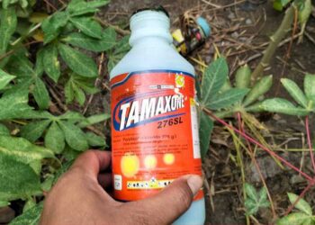 Minum Racun Karena Tak Sanggup Menahan Penderitaan, Akhirnya Meninggal