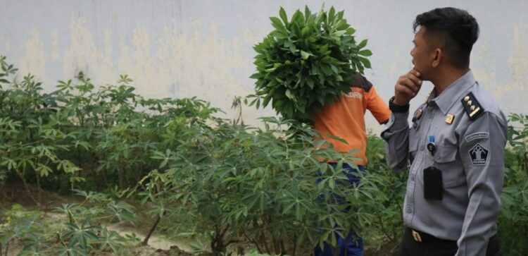 Tuai Hasil Jerih Payah, Lapas Pematang Siantar Laksanakan Panen Raya