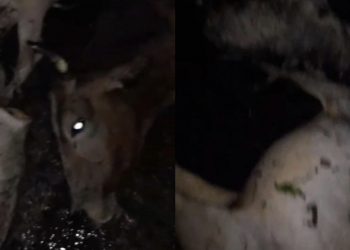 Belasan Ekor Lembu di Silau Manik, Mati Disambar Petir