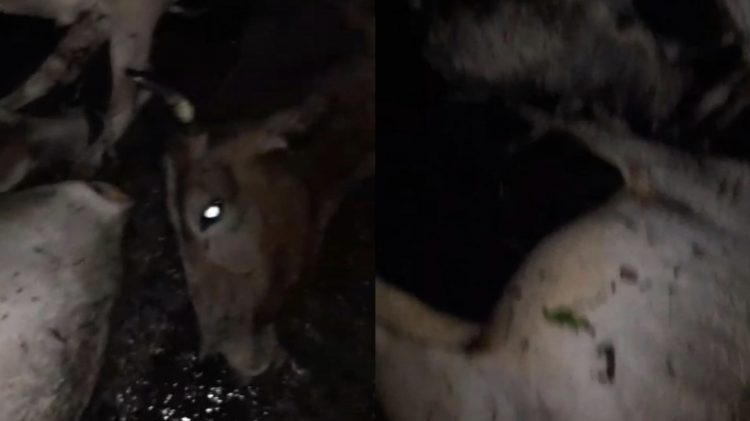 Belasan Ekor Lembu di Silau Manik, Mati Disambar Petir