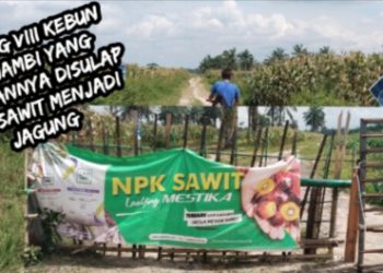 Dalih Ketapang, Tanaman di Afd 8 Kebun Bah Jambi “Disulap”, Sawit ke Jagung, Pakai Pupuk Subsidi