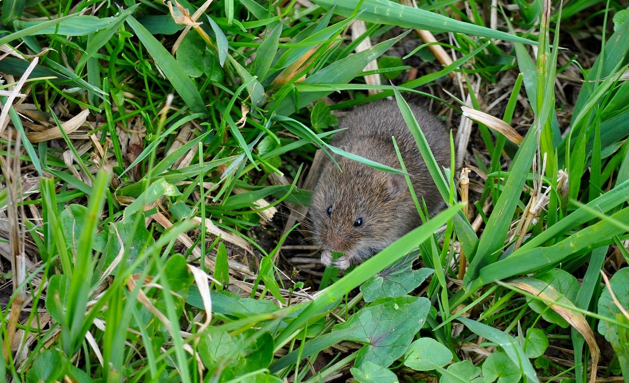 Sayembara Berburu Tikus di Salamrejo Trenggalek, Satu Ekor Rp. 1.000