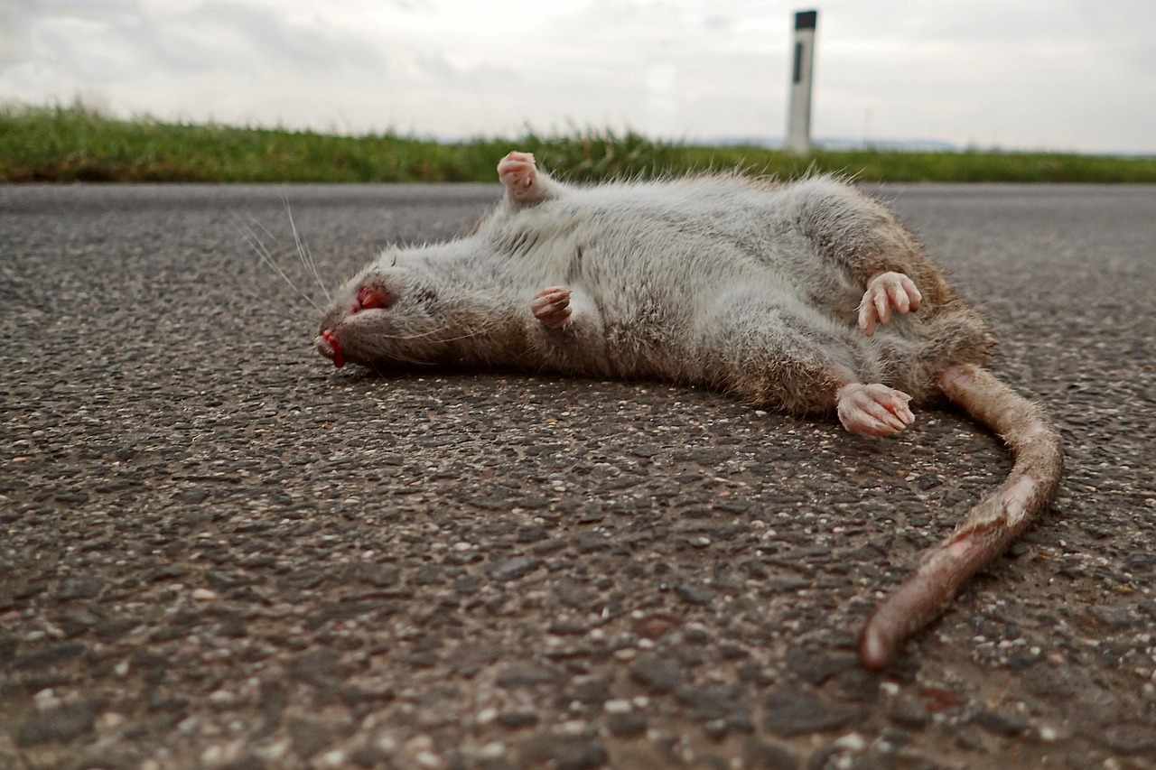 Jauh dari Target, Desa Salamrejo Trenggalek Tangkap 1000 Tikus