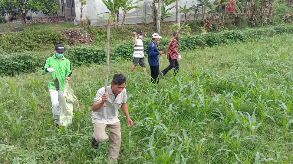 Hari Pertama Berburu Tikus, Warga Desa Salamrejo Trenggalek Kumpulkan 250 Ekor