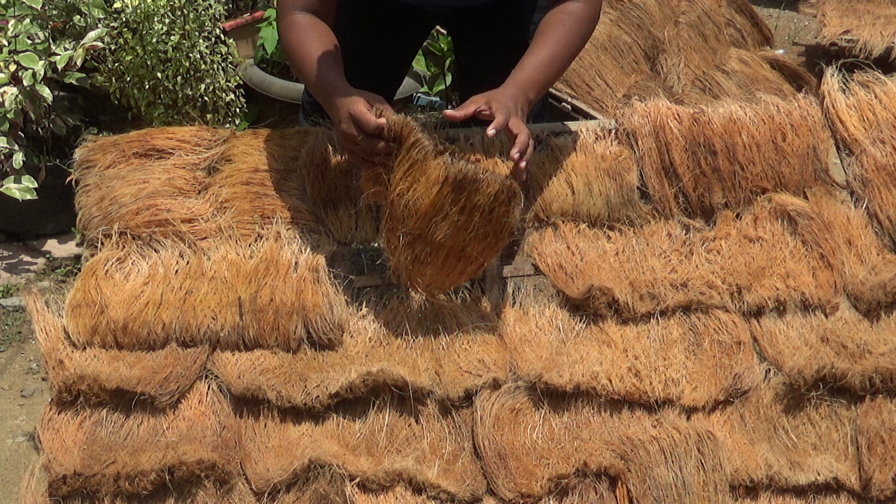 Jejeran serabut kelapa yang akan dijadikan sapu