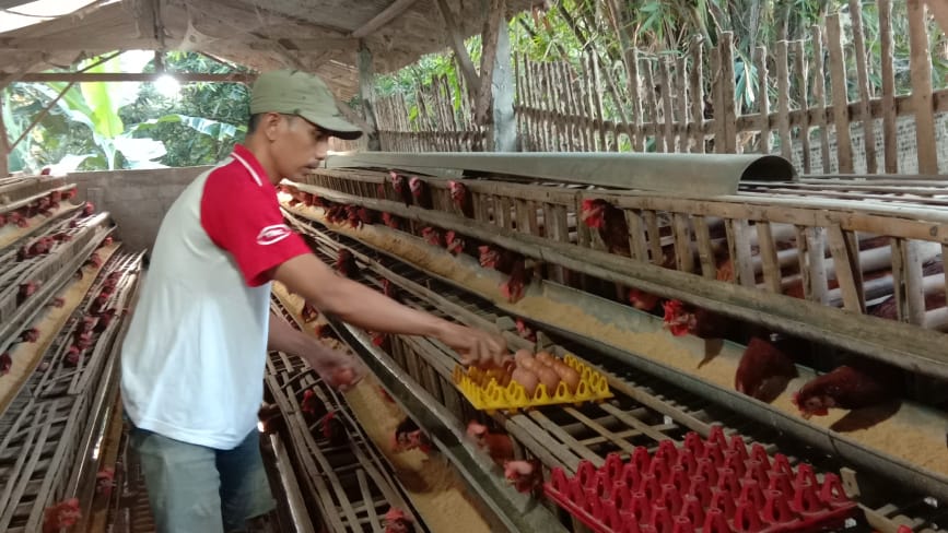 Harga Telur Ayam Trenggalek Masih di Bawah Rata-Rata Provinsi Jawa Timur