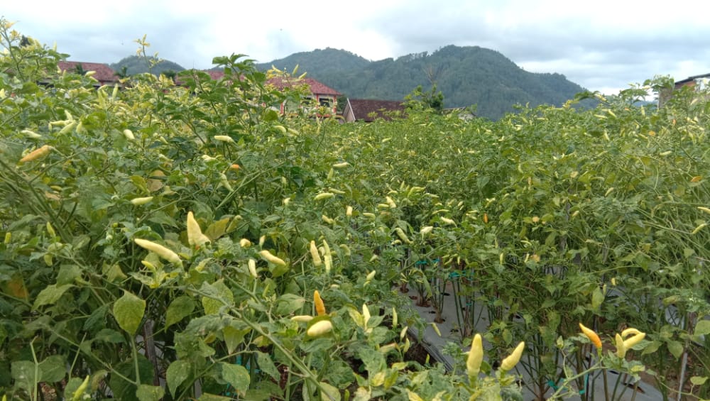 Harga Cabai Rawit Trenggalek Masih di Bawah Rata-Rata Provinsi Jawa Timur