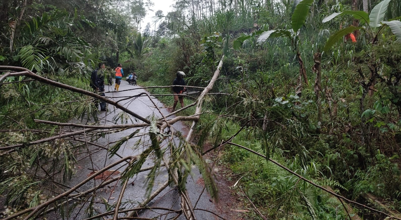 Pohon tumbang di Kecamatan Bedungan, Kabupaten Trenggalek