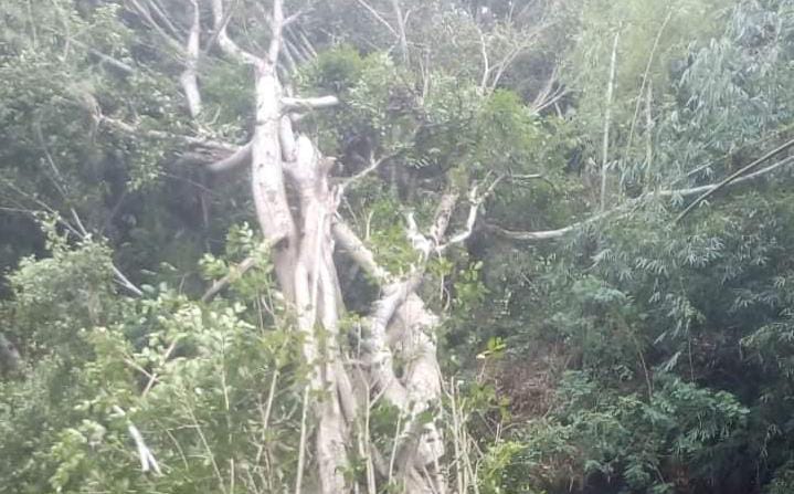 Pohon beringin yang tumbang di Kecamatan Tugu, Trenggalek