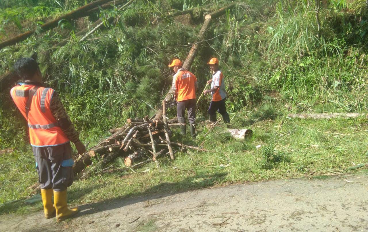 Pohon tumbang di Kecamatan Bendungan, Kabupaten Trenggalek
