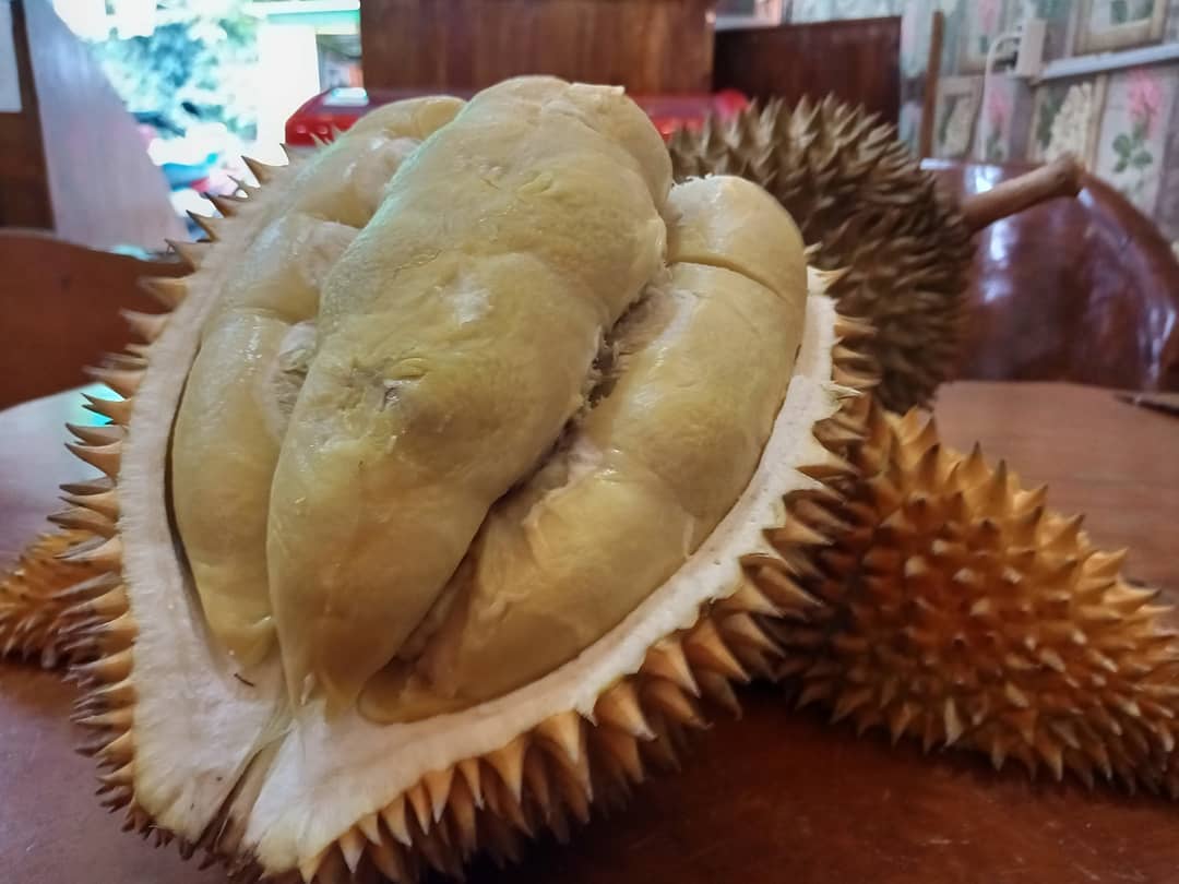 Mengenal Asal Usul Durian Ripto Khas Trenggalek, Durian Paling Enak di Indonesia