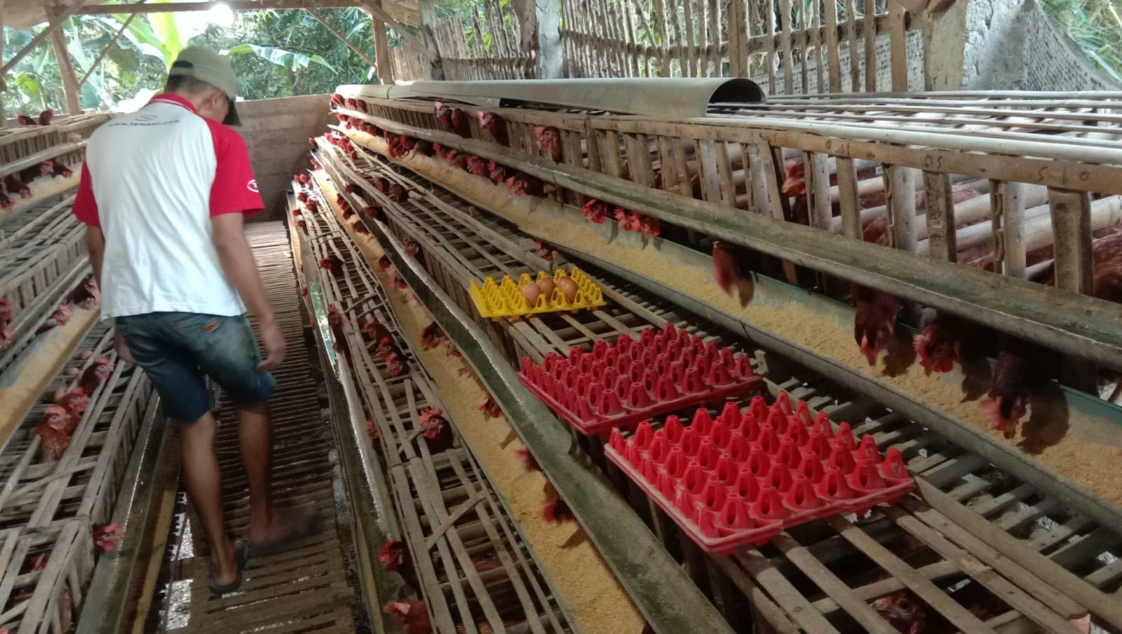 Update Harga Telur Jawa Timur Jelang Natal dan Tahun Baru 2022