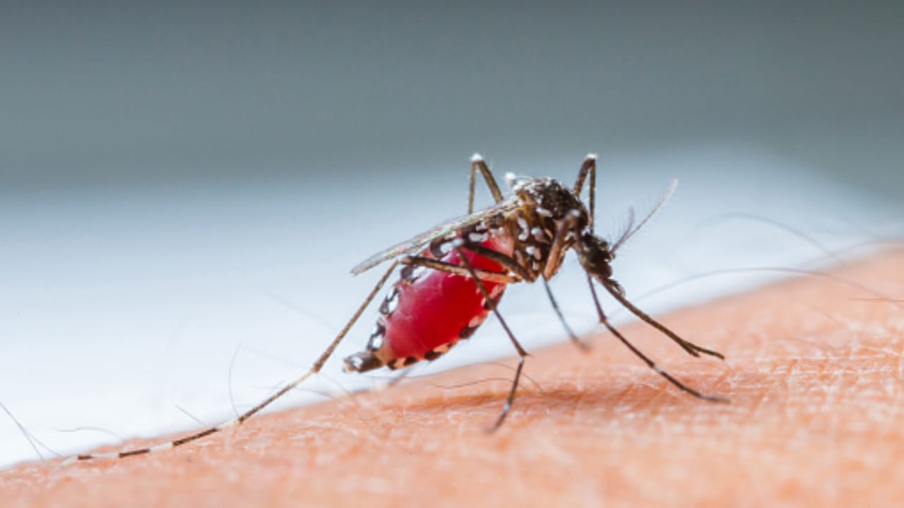 Nyamuk Aedes Aegypti penyebar Demam Berdarah