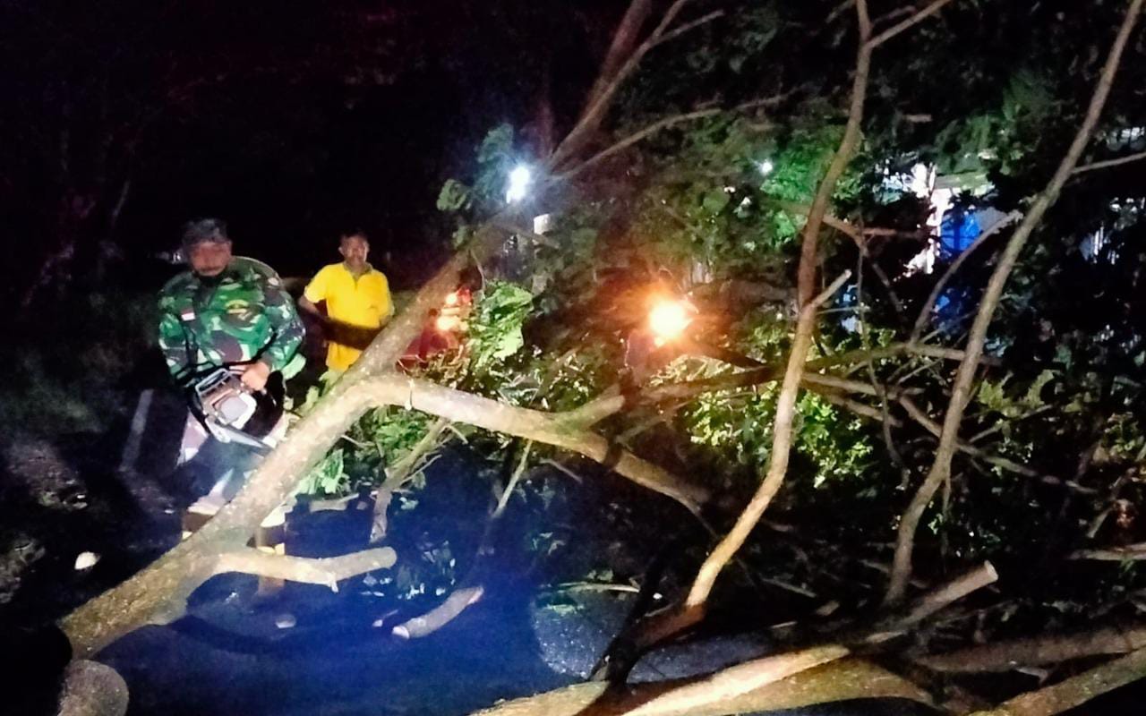 Pohon Trembesi Tumbang di Trenggalek