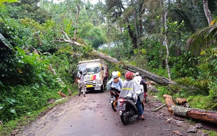 Angin Kencang Akibatkan Pohon Tumbang Melintang di Badan Jalan Trenggalek 