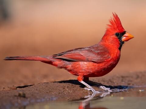 Burung Kardinal