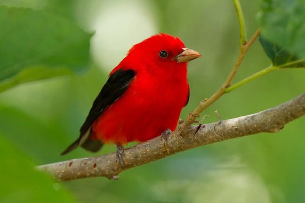 Burung Scarlet Tanager