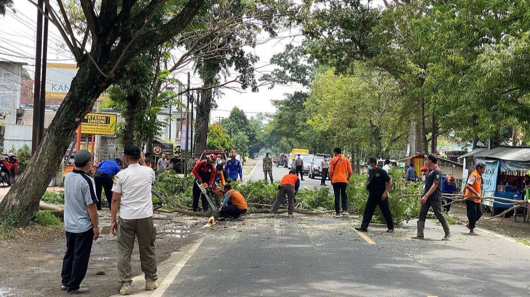 Marak Terjadi Pohon Tumbang, Ini Langkah Pemkab Trenggalek