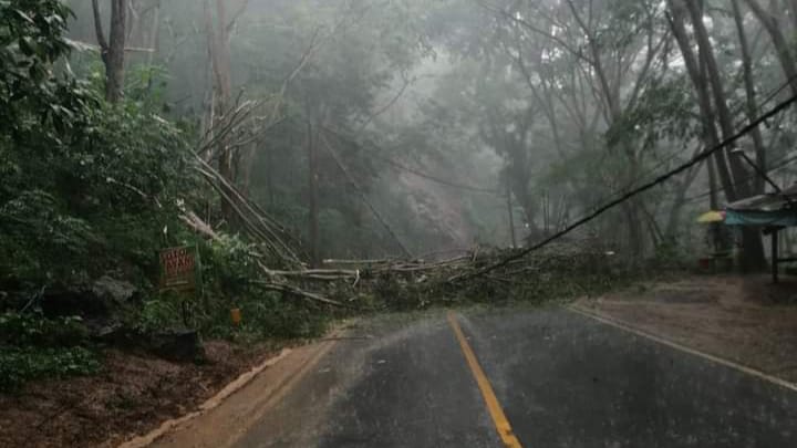 Pohon Tumbang membuat akses Jalan Trenggalek-Ponorogo kembali tersendat