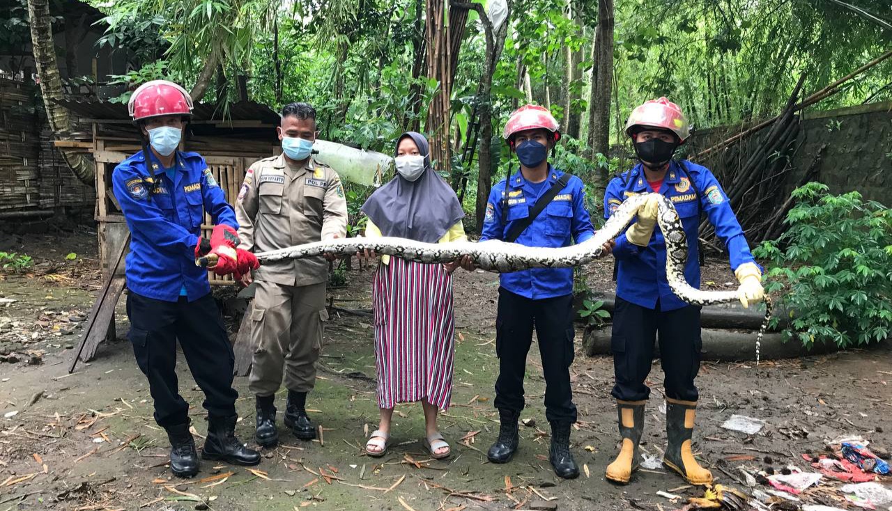 Mangsa Seekor Ayam, Ular Piton Sepanjang 4,5 Meter Dievakuasi Tim Wisanggeni